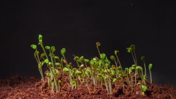 Time lapse footage of radish daikon seed germination in dark — Vídeo de Stock