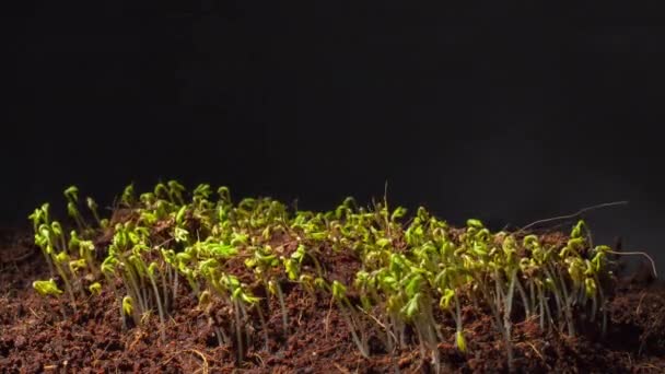 Tiempo de lapso de vídeo de la germinación de semillas de berro verde — Vídeos de Stock