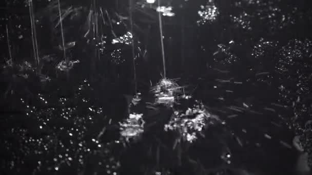 Verfilmung nasser Tropfen auf schwarzem Hintergrund — Stockvideo