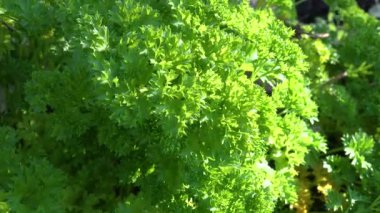 Güneşli bir günde taze maydanoz çekiyoruz.