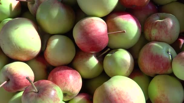 Tiro de manzanas frescas cosecha en el día soleado — Vídeo de stock