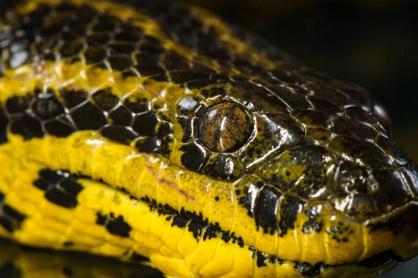 Imagen de cerca de la cabeza de anacondas amarillas — Foto de Stock