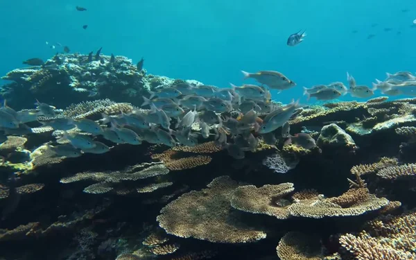 Coral Reefs Sea Egypt — Stock Photo, Image