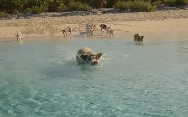 Γουρούνια Που Κολυμπούν Στην Παραλία — Φωτογραφία Αρχείου