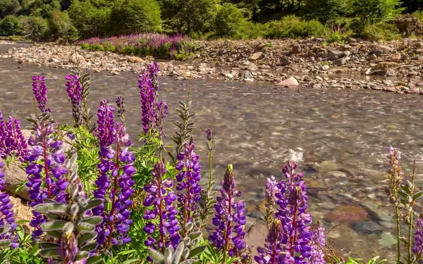 Snapdragon flowers on the river Bank