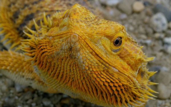 Assez Actif Reptile Jaune — Photo