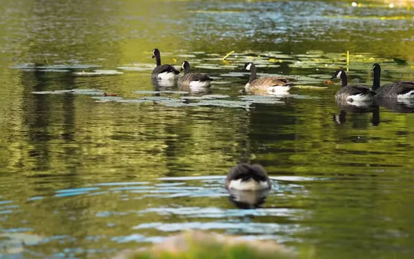 wild ducks swim in the pond