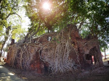 Doğa bu eski suni yapısında genişleyen 