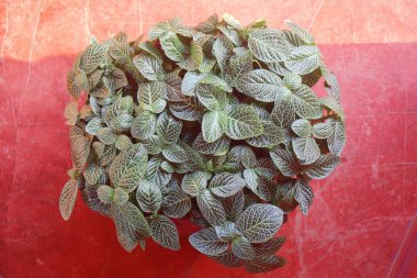 Dokulu yaprakları ile küçük bitki