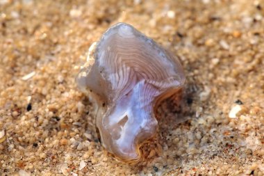 plaj kumu üzerinde yatan taş görmek