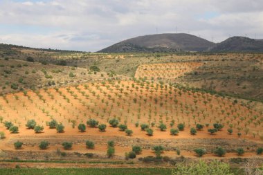 Campo entre colores y sobras del mismo cielo 
