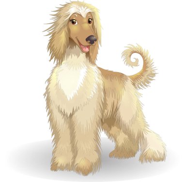 Afghan hound vector illustration cheerful purebred dog.jpg clipart