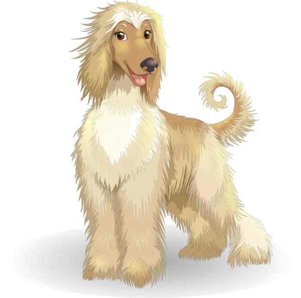 Afghan hound vettore illustrazione allegro cane di razza puro.jpg — Vettoriale Stock