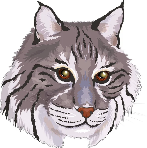 Vektor ilustrasi kucing abu-abu kucing besar Dalam gaya kartun - Stok Vektor