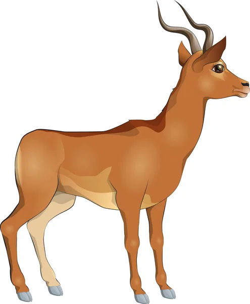 Vektorová ilustrace půvabná africká antilopa — Stockový vektor