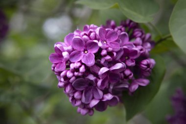 Ortak leylak (Syringa vulgaris 'Sensation', Syringa vulgaris Sensation), çeşitleri. Mor çiçek demeti yakın. 