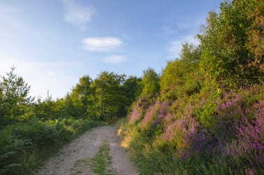 Kalın ısıtıcılar ve patika, mavi gökyüzü. İngiliz kırsal yaz manzara. İngiltere, İngiltere