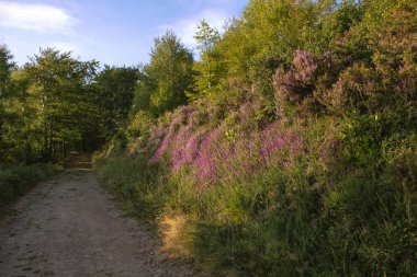 Kalın Fundalıklar, yol, ahşap ve mavi gökyüzü. İngiliz kırsal yaz manzara. İngiltere'de kırsal, İngiltere