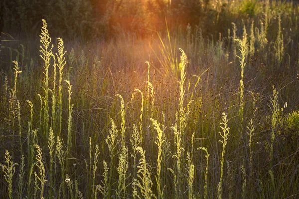 Sommerwiese Leuchtet Sonnenlicht Bei Sonnenuntergang Sichtbare Sonneneruption Orangefarbener Lichtstrahl Leuchtende — Stockfoto