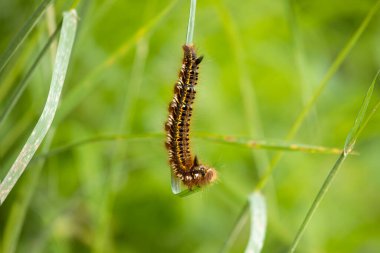 Kıllı tırtılların çimen sapıyla beslendiği yakın plan. Makro doğa çekimi.