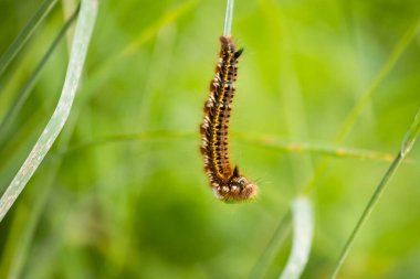 Kıllı tırtılların çimen sapıyla beslendiği yakın plan. Makro doğa çekimi.