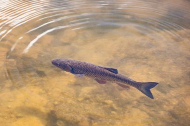 Chub fish floating in the water, view from above,  with some concentring circles ripple waves of water sourround. clipart