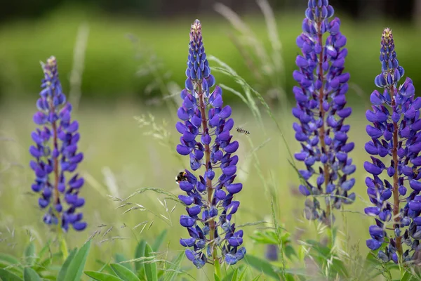 Close Cabeça Flor Lupin Azul Selvagem Prado Com Alguns Insetos — Fotografia de Stock