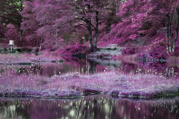 魔法の湖 ピンクと紫の色の風景が浮かぶ泥炭の島で 海岸沿いのベンチの色合い 大気ロマンチックな風景 木々と美しい自然 静けさ 自然の概念の後退 シュワルツヴァルトの非新生児 — ストック写真