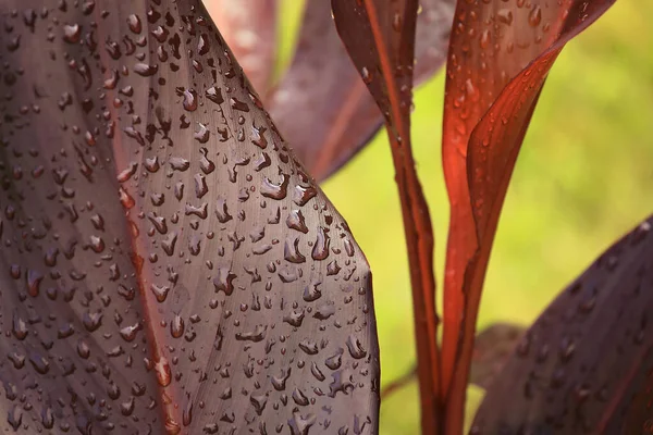 Water Drops Red Leaf Green Background Close Macro Photo Decorative — Stock Photo, Image