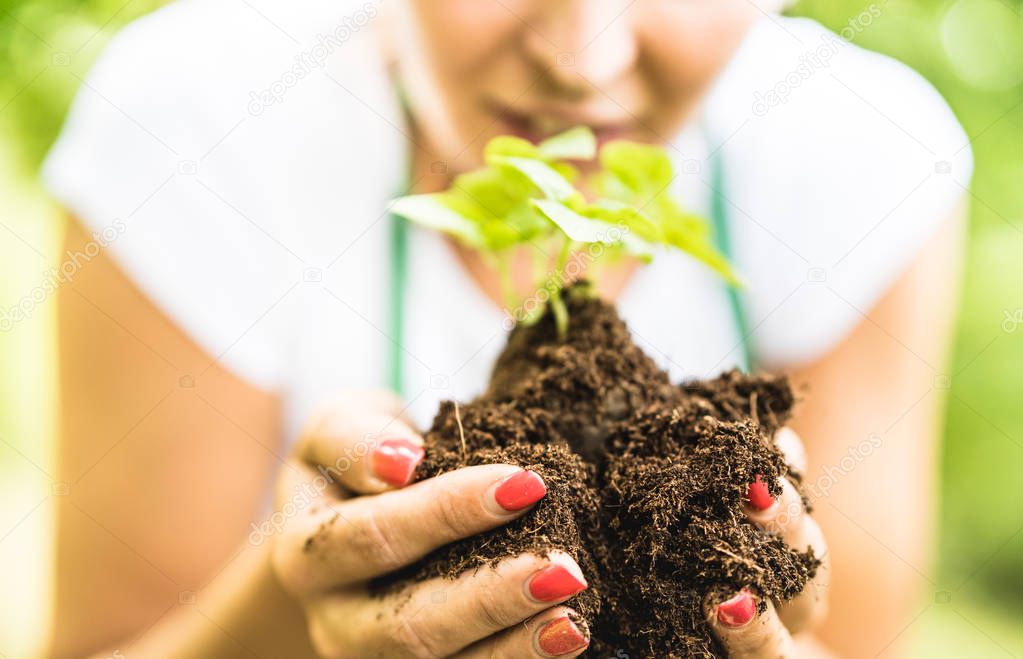 Farm worker taking care on small basil plant at alternative farm - Biology agronomy and earth day concept with farmer working on environmental sustainable culture - Organic cultivation company