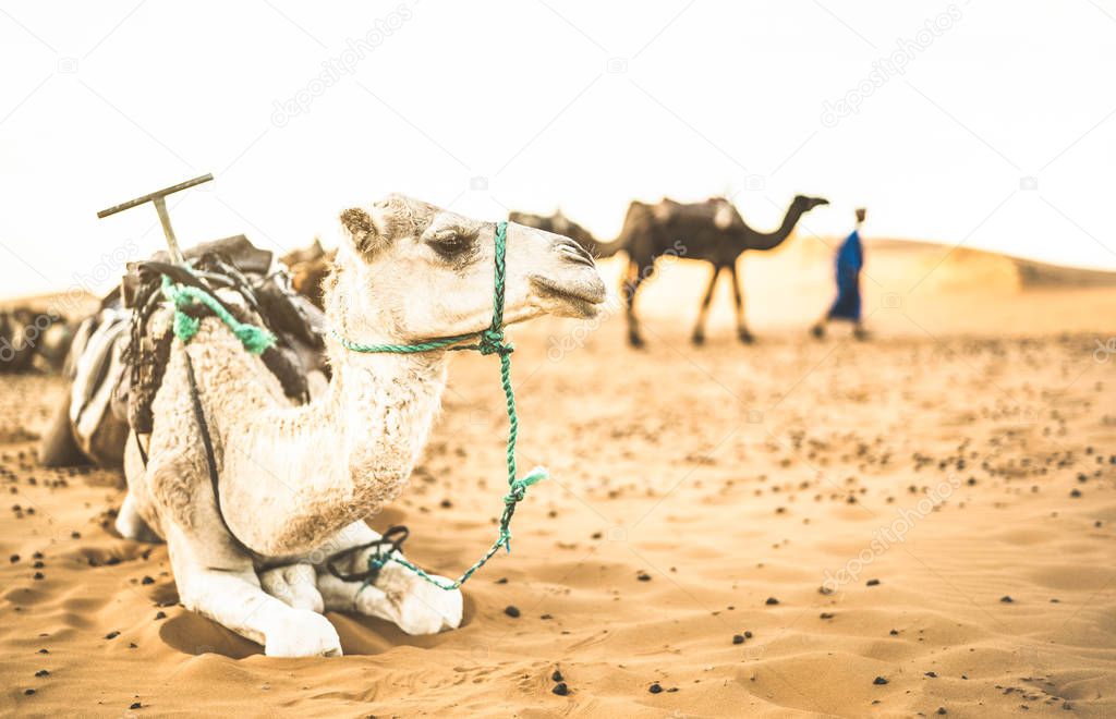 Tamed dromedary resting after desert ride excursion in Merzouga area near Erg Chebbi dunes at beginning of Sahara in Morocco - Travel wanderlust concept with moroccan camel at sunset on warm filter