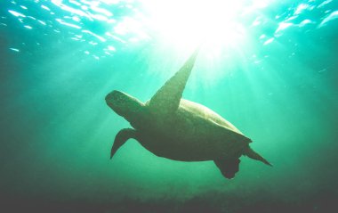 Silhouette of sea turtle swimming underwater in Galapagos national park - Animal nature conservation concept on excursion at 
