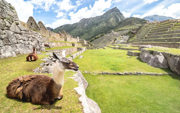 Brown i White Lama spoczywają na zielonej łące w Machu Picchu miejscu ruiny archeologiczne w Peru-ekskluzywny cel podróży i cud przyrody w peruwiańskiej światowej sławy zaginionego miasta — Zdjęcie stockowe