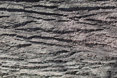 Orman ağaç kabuğu ahşap dokulu gövde arka plan