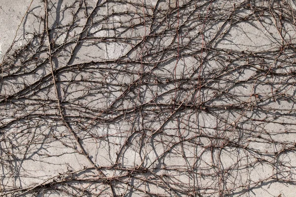 Antigua textura gruesa, muro de hormigón gris con planta trepadora. Ceme —  Fotos de Stock
