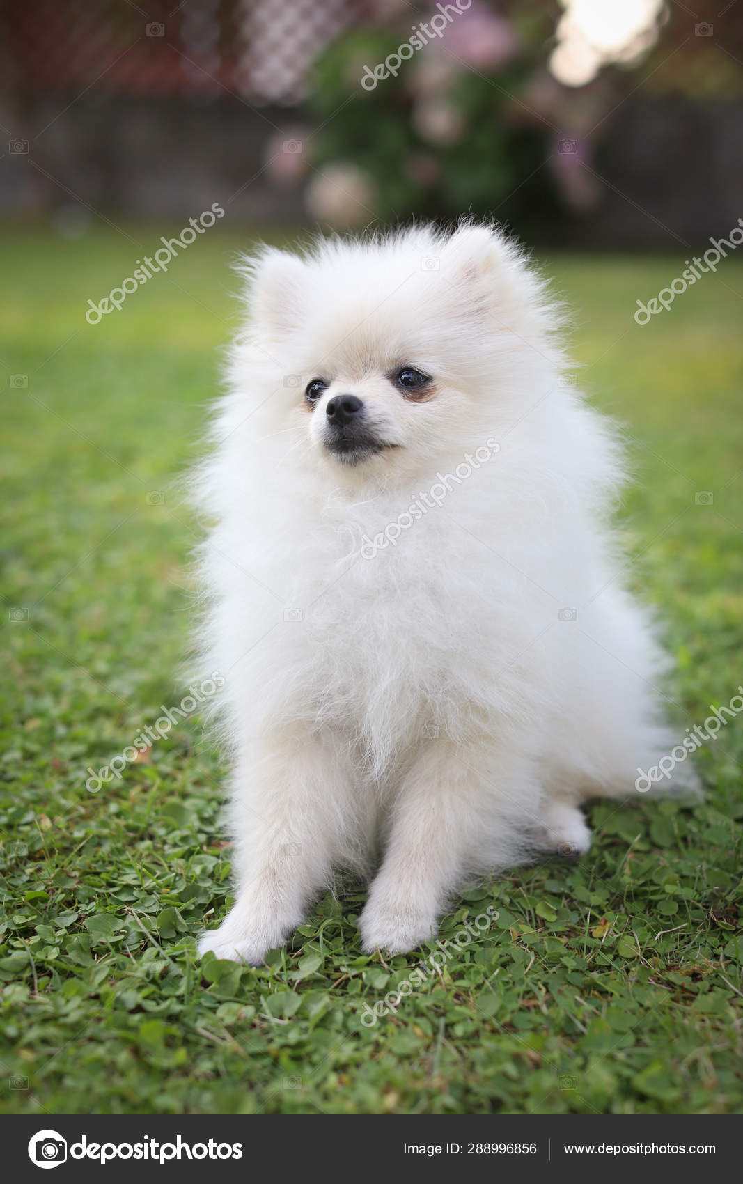 Cute white pomeranian dog in green summer grass Stock Photo by ...