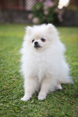 Yeşil yaz çim sevimli Beyaz Pomeranian köpek