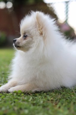 Yeşil yaz çim sevimli Beyaz Pomeranian köpek