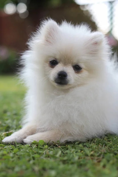 緑の夏の草でかわいい白いポメラニアン犬 — ストック写真