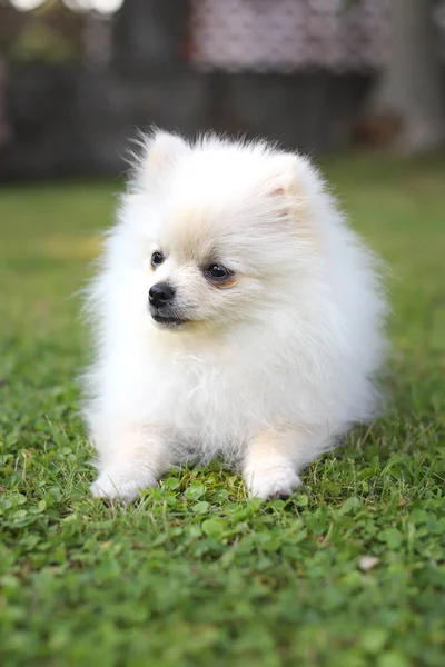 Lindo perro pomeraniano blanco en hierba verde de verano — Foto de Stock