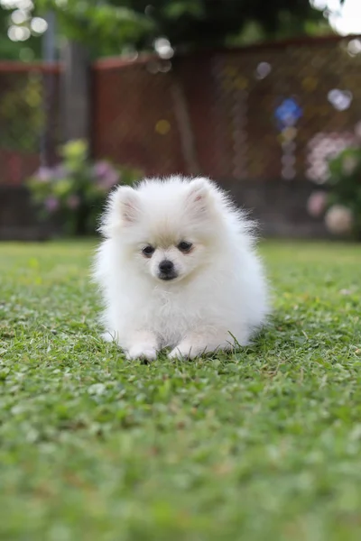 緑の夏の草でかわいい白いポメラニアン犬 — ストック写真