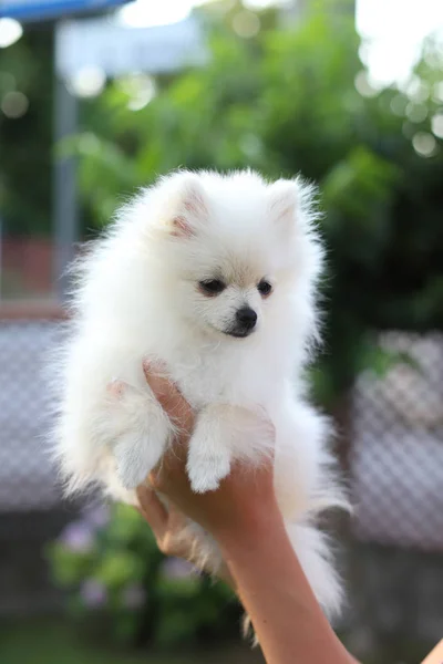 Bonito branco pomeranian cão no verde verão grama — Fotografia de Stock