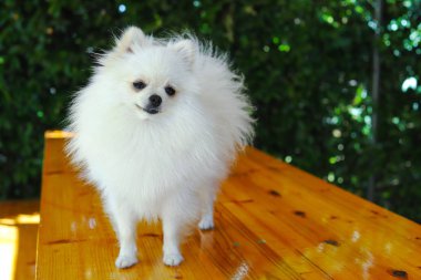 Yeşil yaz arka plan kapalı beyaz pomeranian köpek