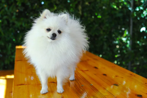 Fechar branco cão pomerano em fundo de verão verde — Fotografia de Stock