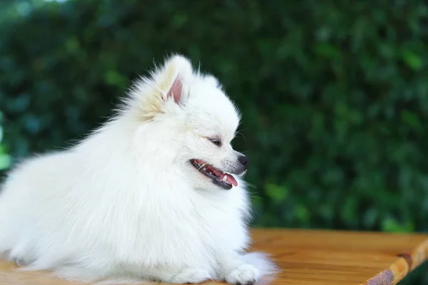 Schließen weißen pommerschen Hund in grünem Sommer Hintergrund — Stockfoto