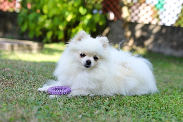 Schließen weißen pommerschen Hund in grünem Sommer Hintergrund — Stockfoto