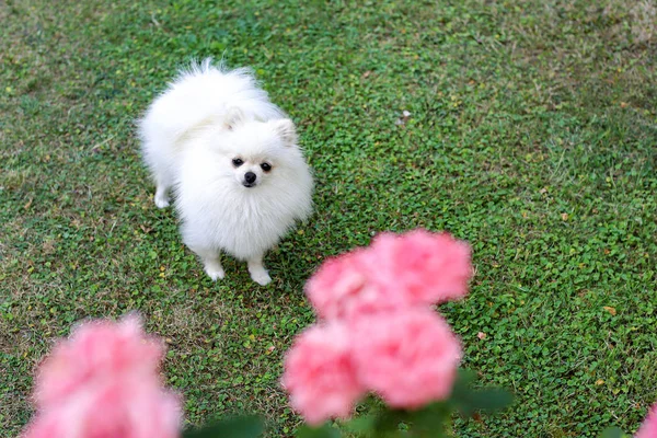 緑の夏の背景に白いポメラニアン犬を閉じます — ストック写真