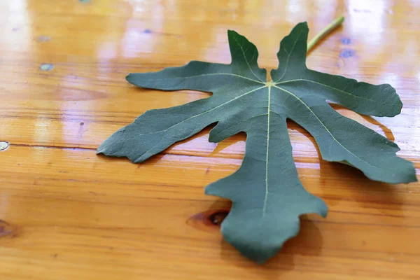 Fig leaf on wooden background. Fig tree.