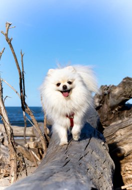 Vahşi sahildeki Pomeranian Spitz 'in görüntüsü. Tatlı beyaz köpek.