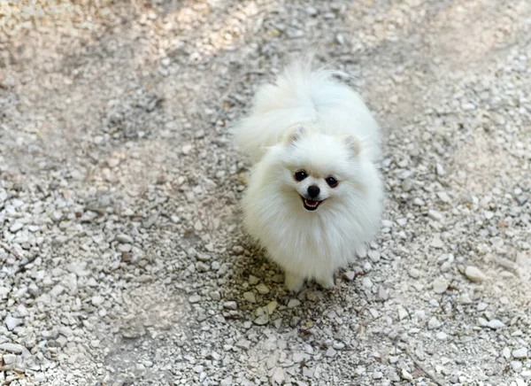 Bild des Pommerschen Spitzes auf dem Weg der Steine. Niedlicher weißer kleiner Hund — Stockfoto